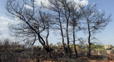 Wildfire Kills 12 in Spain