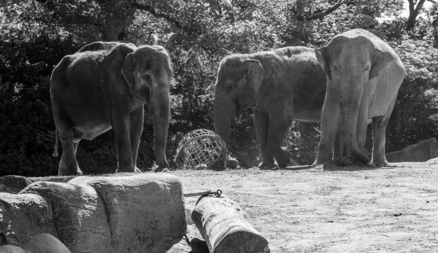 Baby Elephant Rejected by Mother Thrives