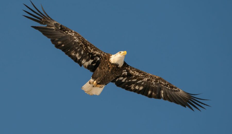 Bald Eagle Star Dies After Intensive Care