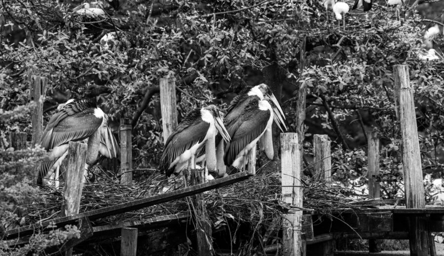 Colombia Peace Brings Birdwatching Boom