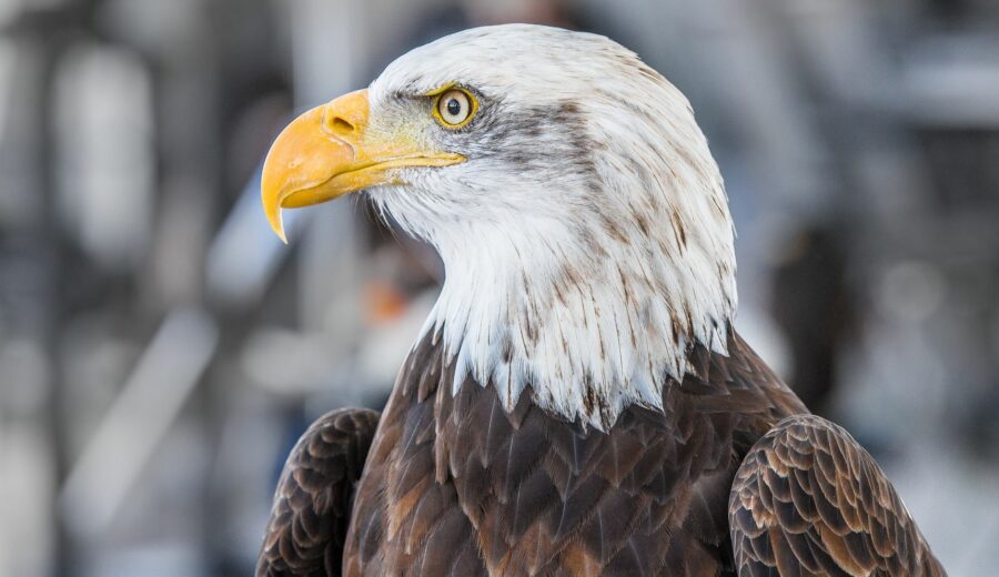 Eagle Star in Critical Condition