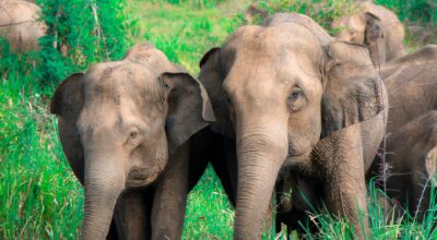 Elephant Conservation Crisis Unfolds