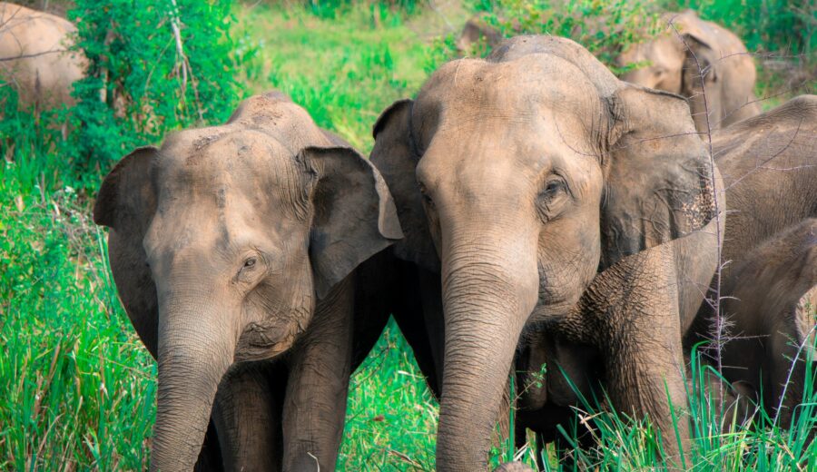 Elephant Conservation Crisis Unfolds