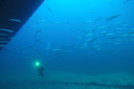 Divestar Ibiza
