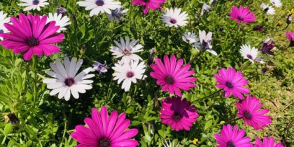 Flores de Ibiza