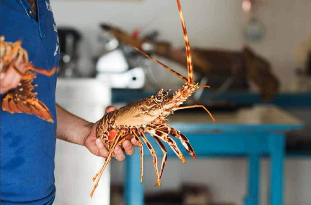 Los restaurantes de pescado y marisco más populares de Ibiza