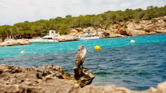 Cala Bassa Ibiza