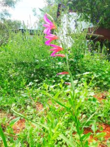 Flores de Ibiza