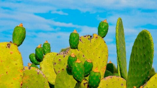 Flores de Ibiza