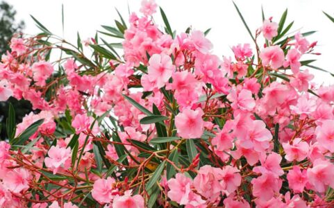 Flores de Ibiza