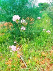 Flores de Ibiza