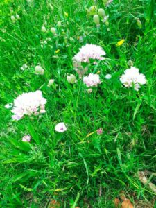 Flores de Ibiza