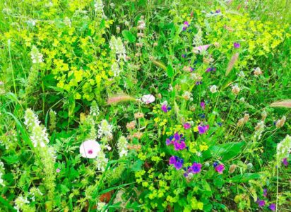 Flores de Ibiza