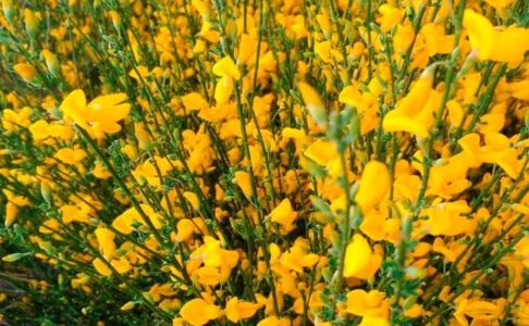 Flores de Ibiza