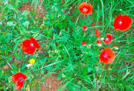 Flores de Ibiza