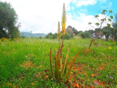 Flores de Ibiza