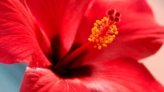Flores de Ibiza