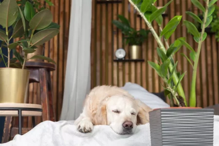 Hoteles que admiten mascotas en Ibiza