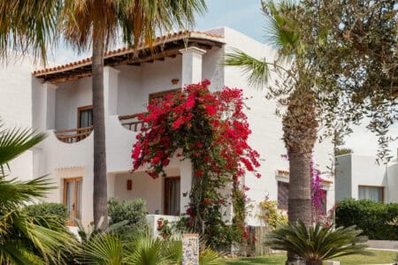 Petunia Ibiza