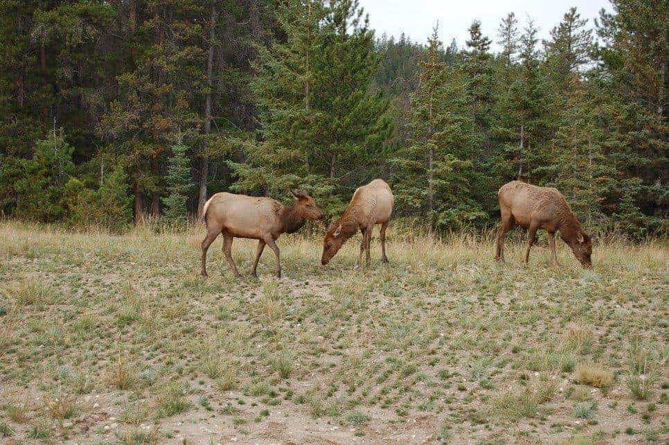 World's top class wilderness in Banff is in peril!