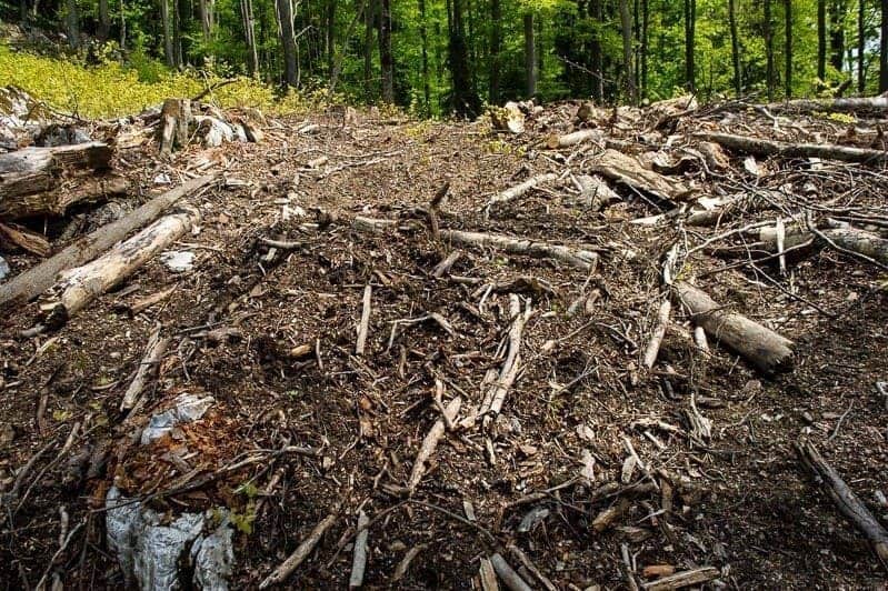 Threat: Romanian Cosava Virgin Forest