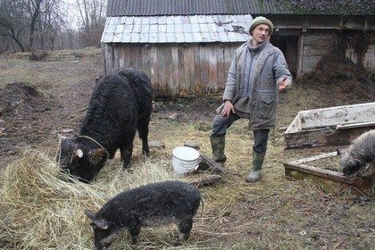 Buffalo in Ukraine: a good example of sustainable tourism
