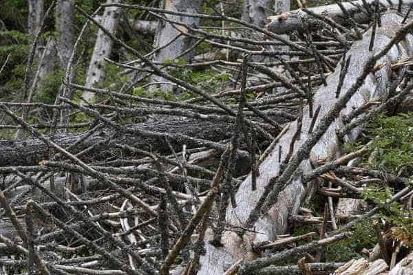 How Wilderness Services Support Wilderness Values (1)