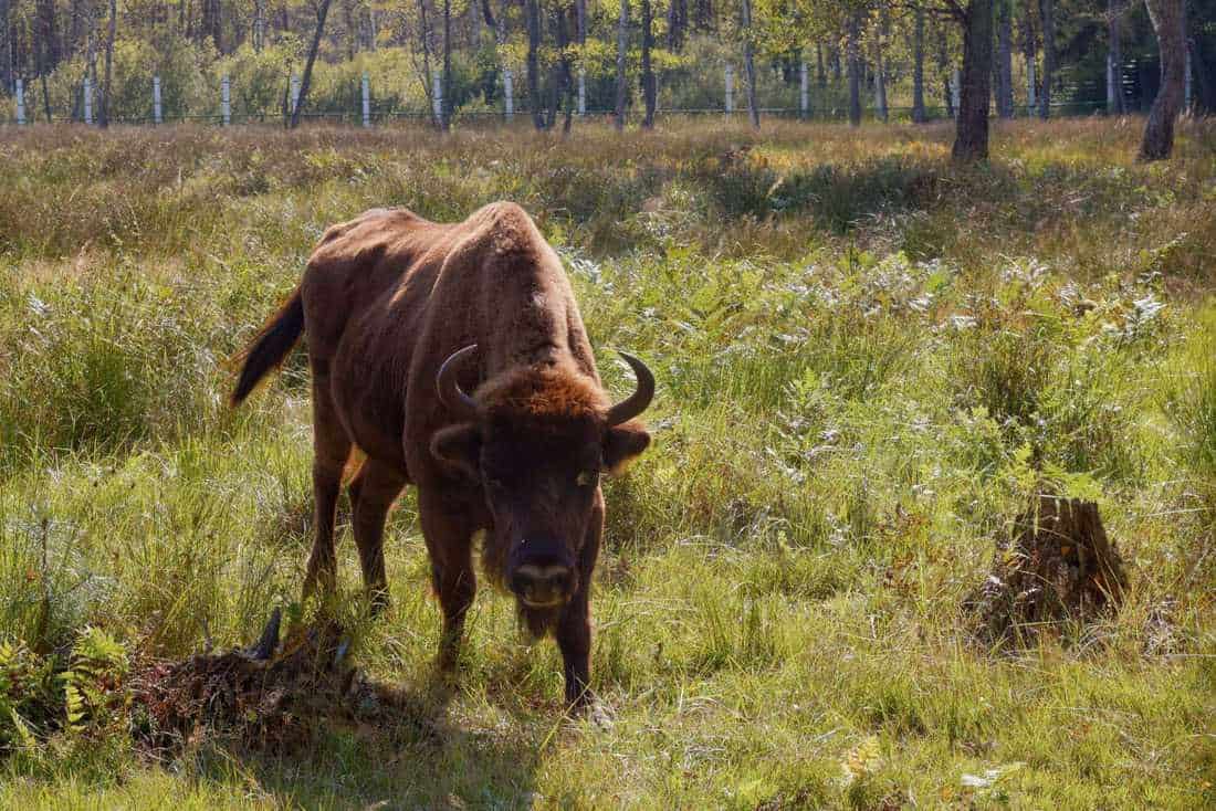 Logging started in the primeval Białowieża forest