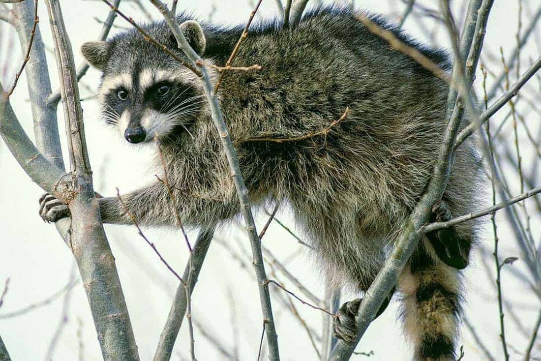 Fear of predators can alter an entire ecosystem