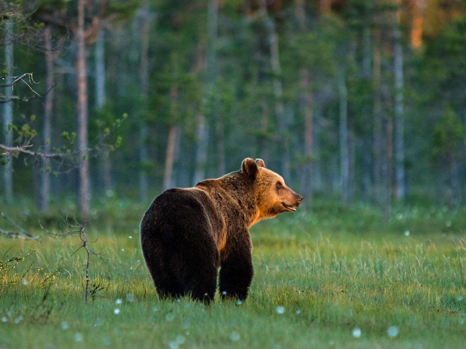 Fulufjället-NP-©-Orsolya-Haaberg_ (Unicode Encoding Conflict).jpg