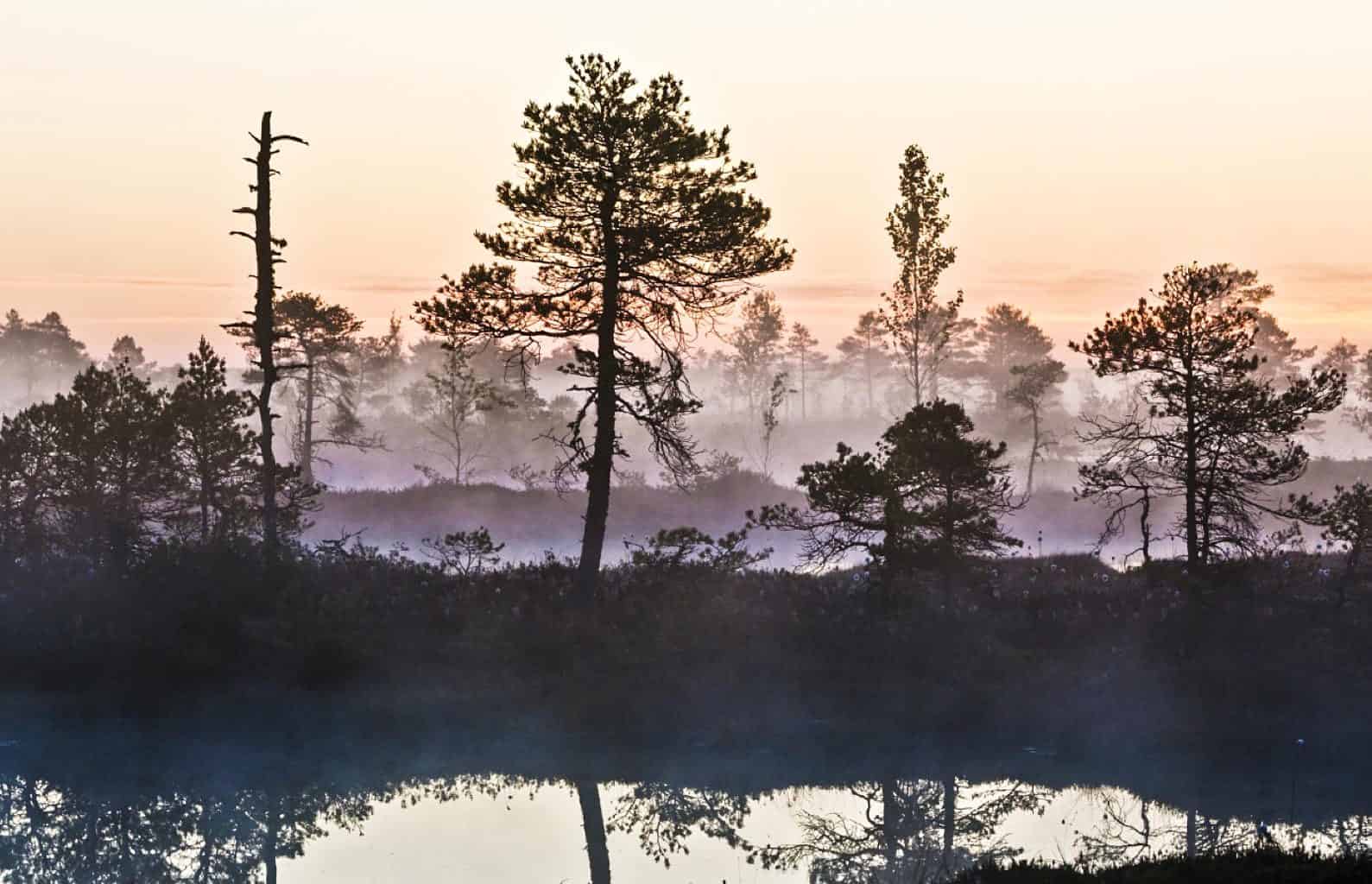 Sooma National Park-22.png