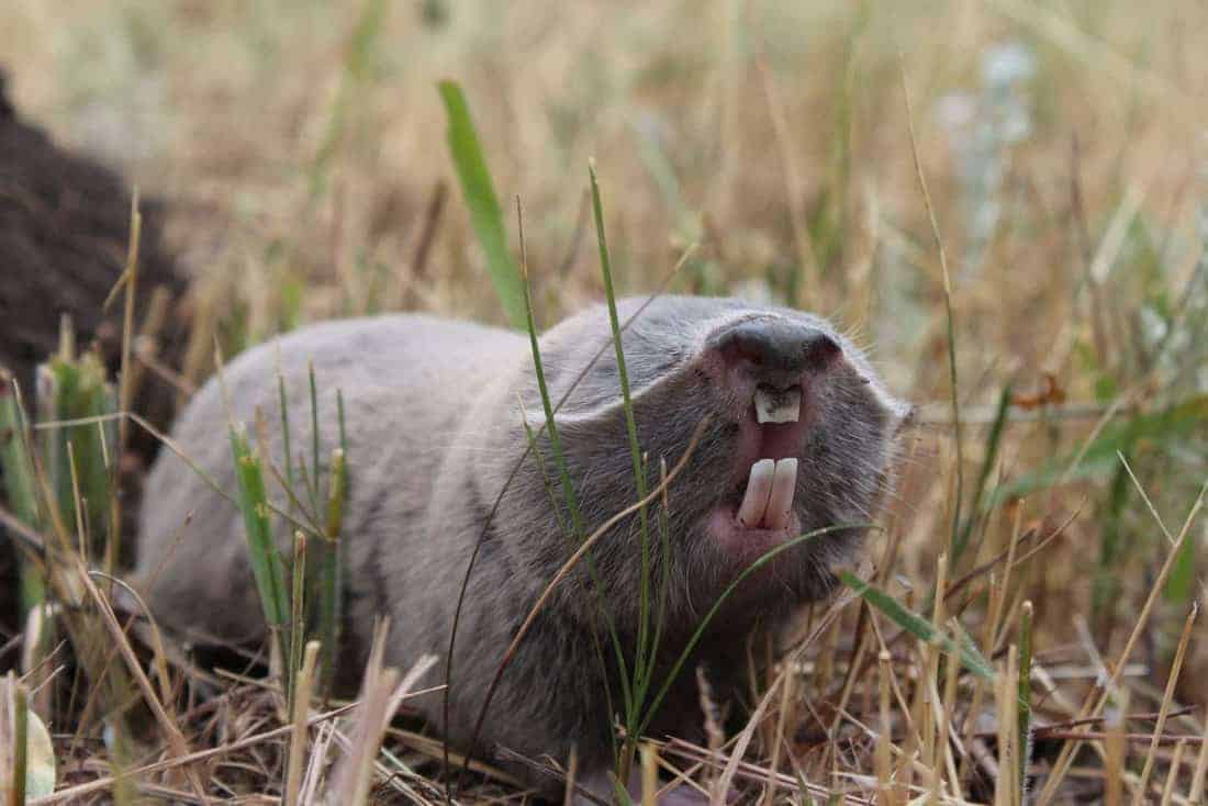 Tarutinsky Steppe: Europe's Natural Heritage in danger