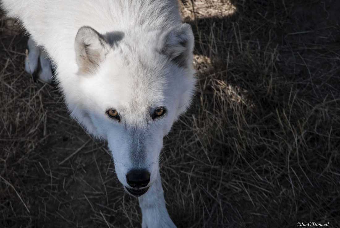 Trump´s Border Fences aren’t good for People and they aren’t good for Wildlife