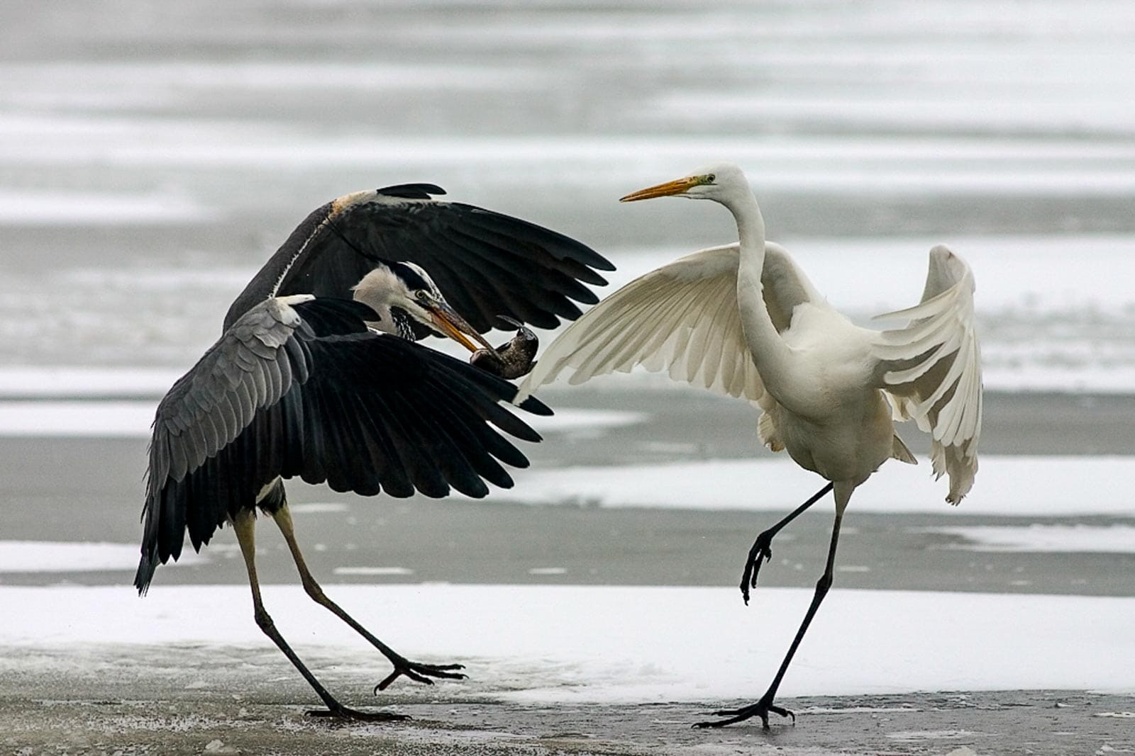 Danube_Parks_1061_bence_mt_water_birds_in_winter.jpg