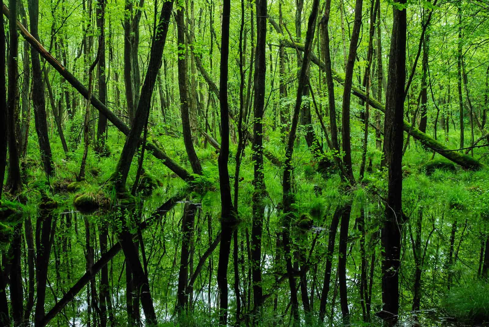 Biosphere Reserve Schorfheide Wilderness 0030.JPG