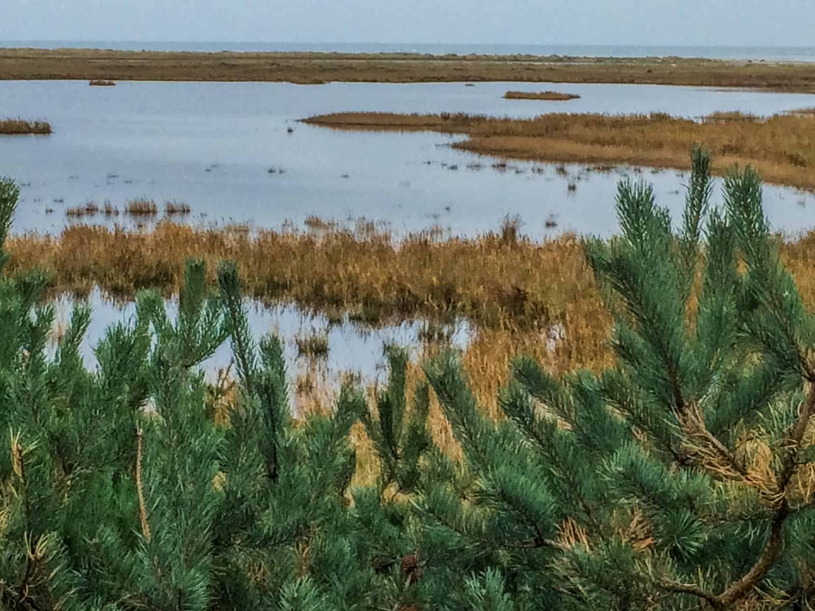 Baltic Coast 2178.JPG - © European Wilderness Society CC BY-NC-ND 4.0