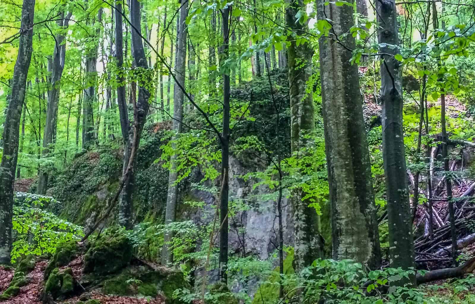 Uholka Wilderness Exchange Programme - 00042.jpg