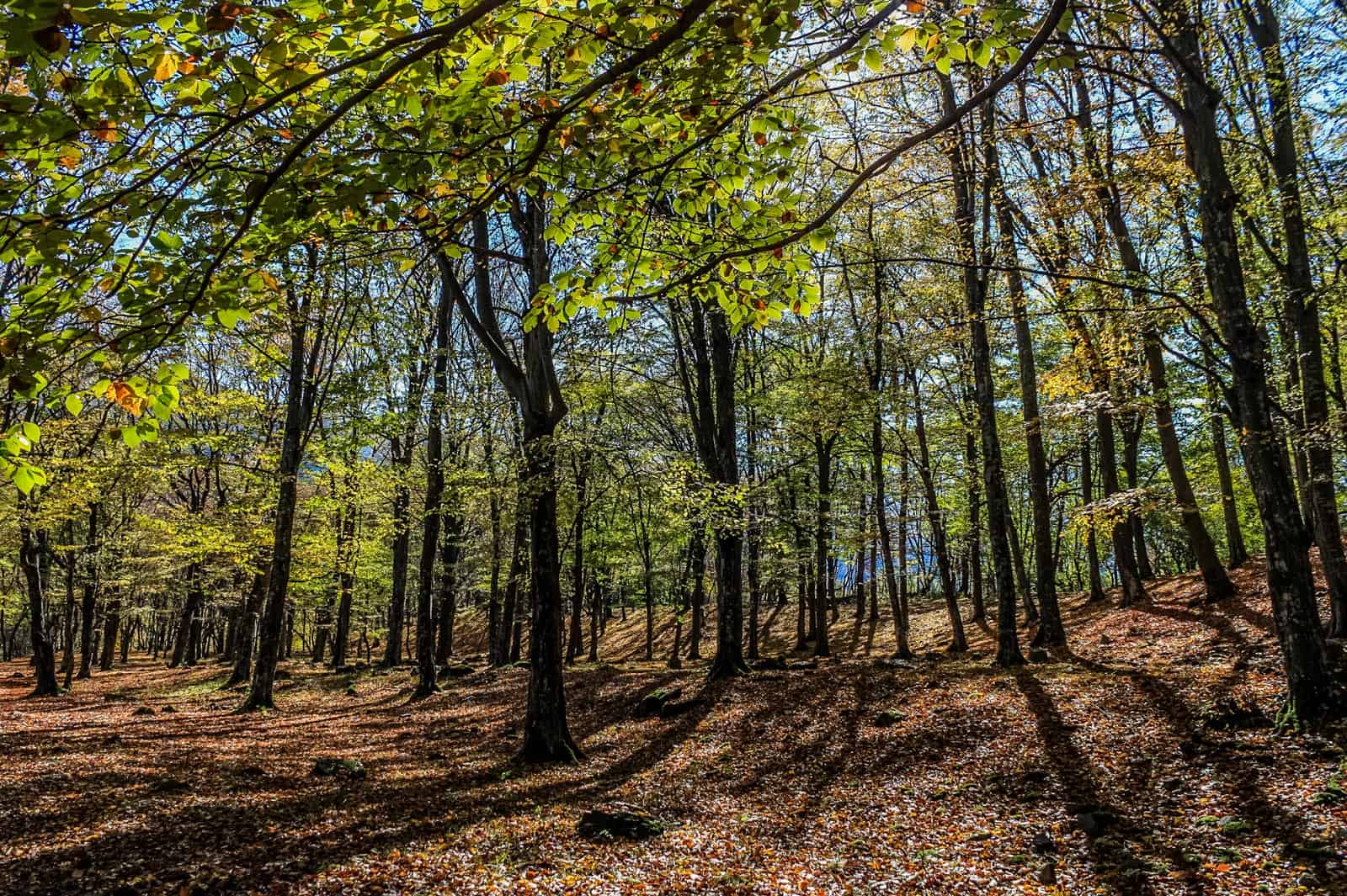 Central Balkan Wilderness - 27.JPG