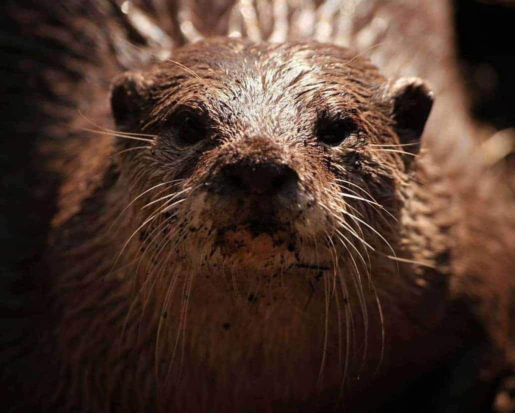 Eurasian otter