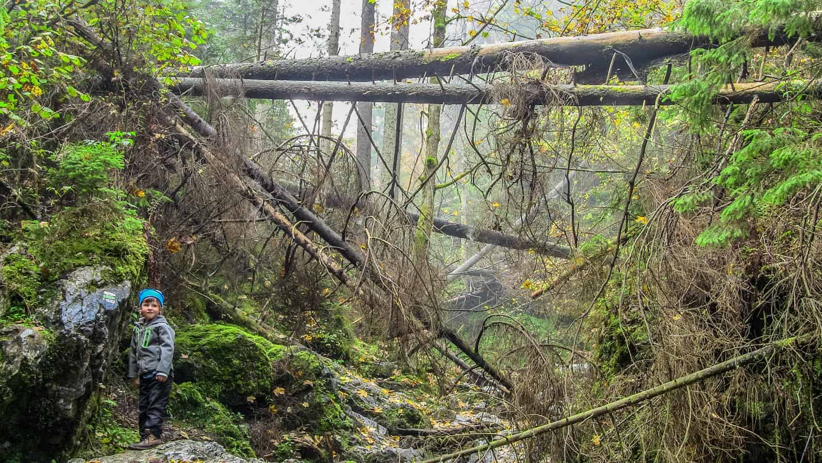 Tatra NP, Rackova Dolina Valley 0596.jpg