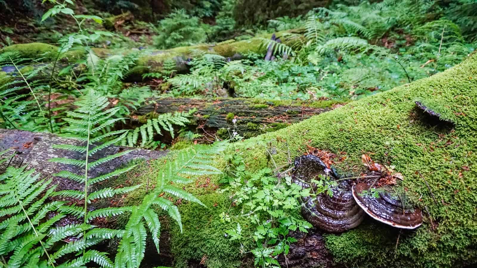 Gorgany Strict Nature Reserve 1008.JPG