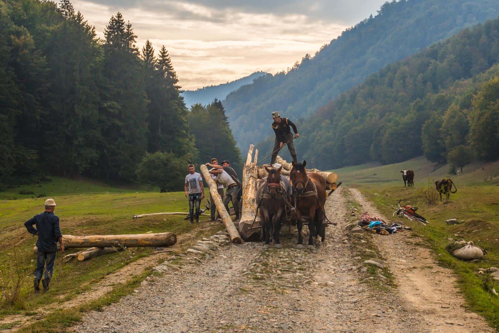 Romania, Work in the forest.jpg