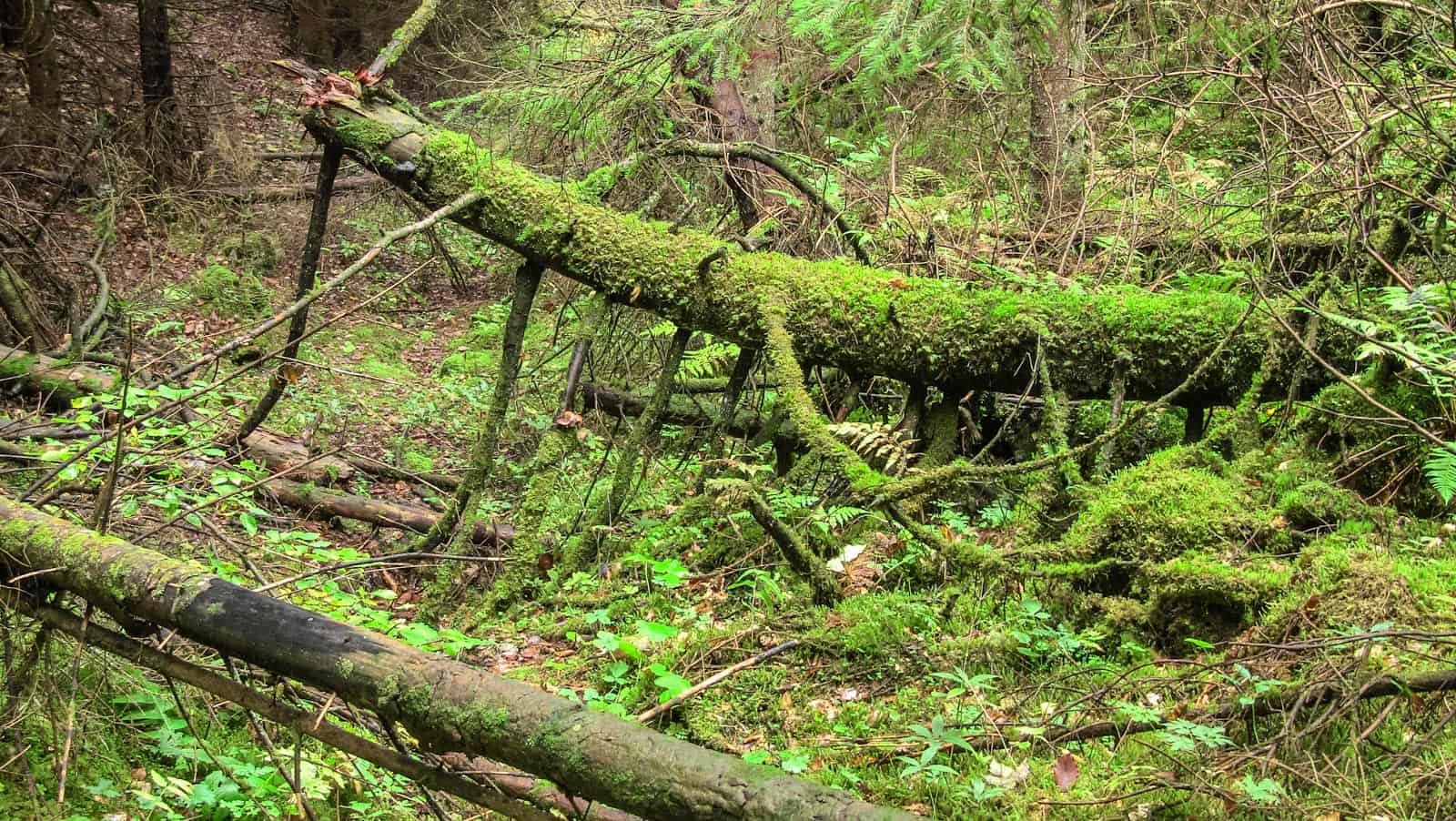 Tatra NP, Jalovecka Valley 0217.jpg