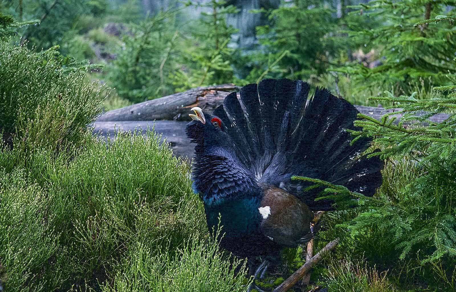 Sumava National Park 0004.jpg