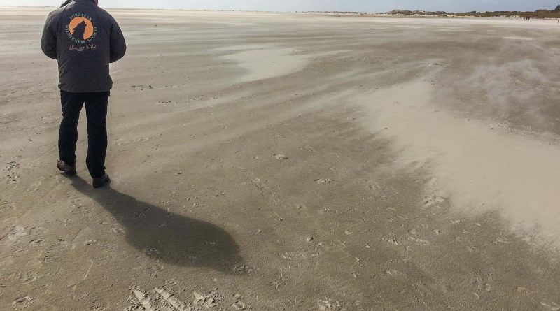 WILDCoast Amrum North Sea-02-6.jpg