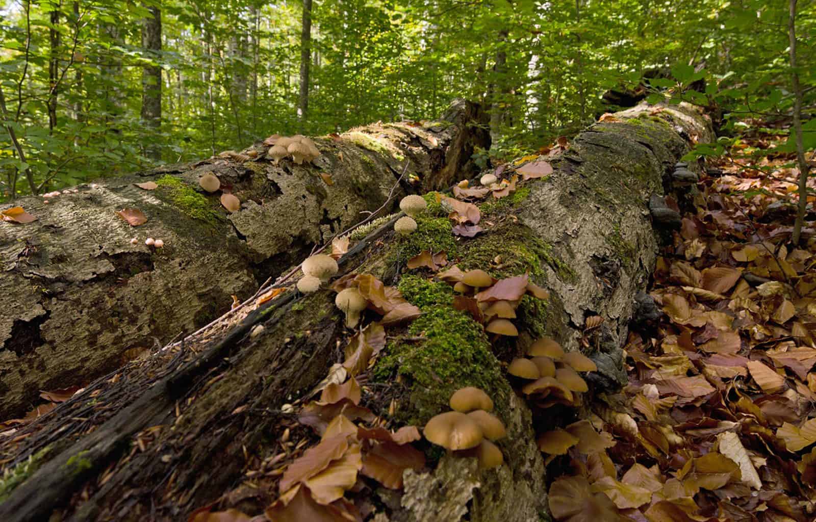 Zacharovanyy Kray-14742.jpg