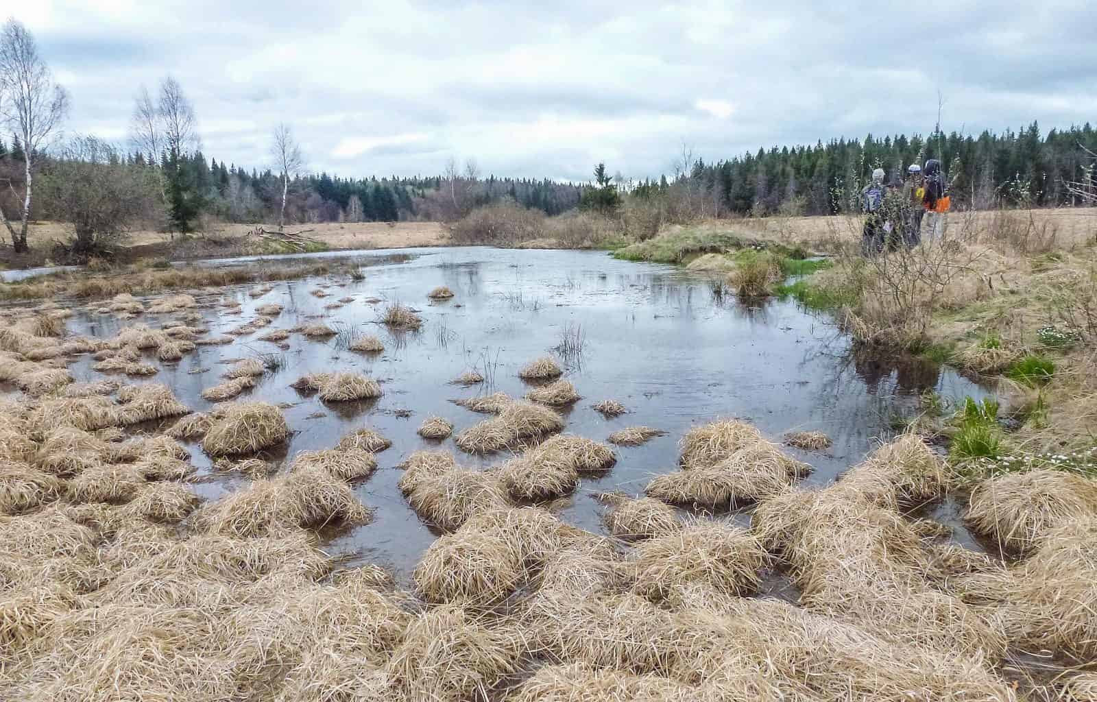 Zacharovanyy Kray WIlderness Exchange 1040798.jpg