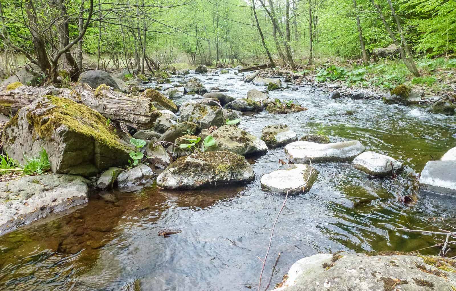 Zacharovanyy Kray WIlderness Exchange 1.jpg