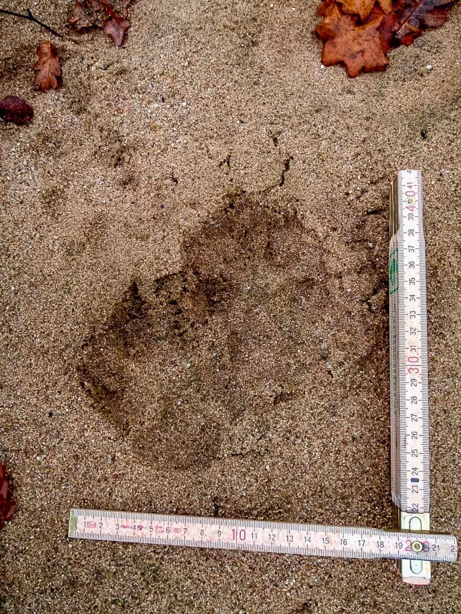 Koenigsbruecker Heide _ 78.jpg