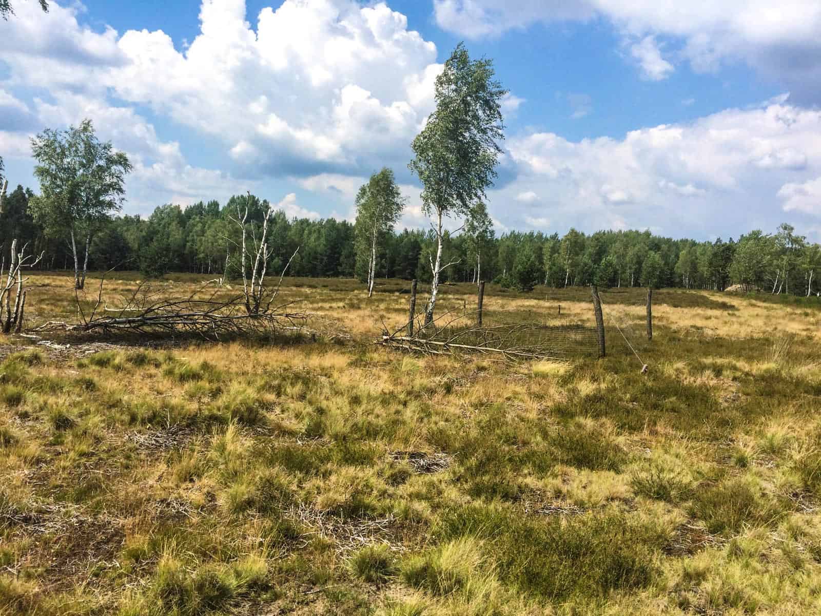 Koenigsbruecker Heide _ 122.jpg